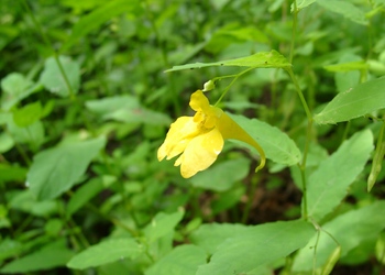 Großes Springkraut (Impatiens noli-tangere) - © Emanuel Trummer